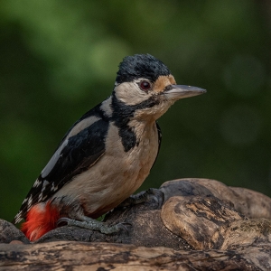 Redwell   15 06 2020   D500   Les 389.jpg